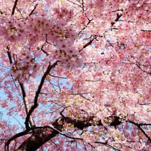 Japanse sierkers Pink Cloud lijkt op Sakura 