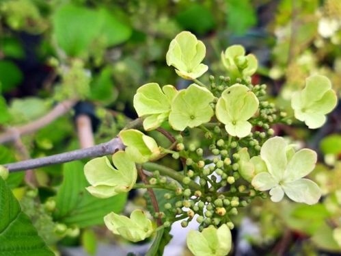 Japanse Sneeuwbal  'Kilimandjaro' - Viburnum plicatum 'Kilimandjaro'