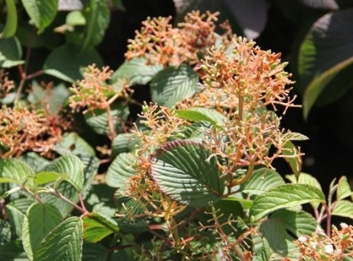 Japanse Sneeuwbal 'Newport' - Viburnum plicatum 'Newport'