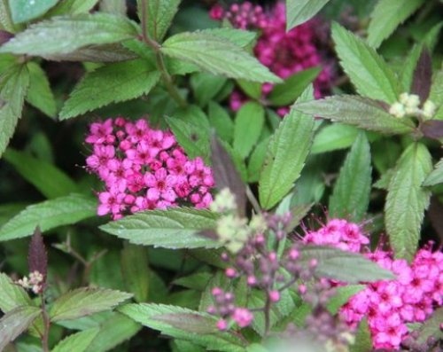 Japanse spierstruik 'Country Red' is een sterke vaste plant (heester)