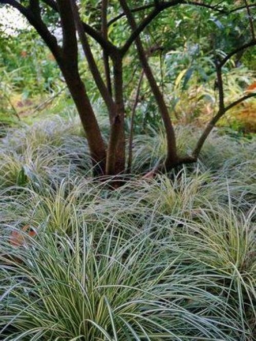 Carex oshimensis 'Evergold' ofwel Japanse Zegge 'Evergold'