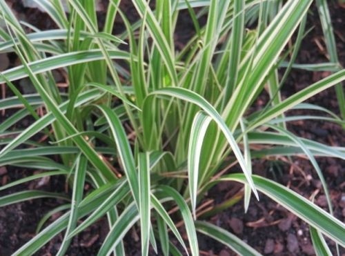 Japanse zegge 'Variegata' - Carex morrowii 'Variegata'