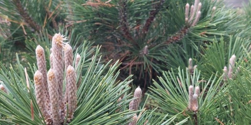 Pinus thunbergii 'Maijima'