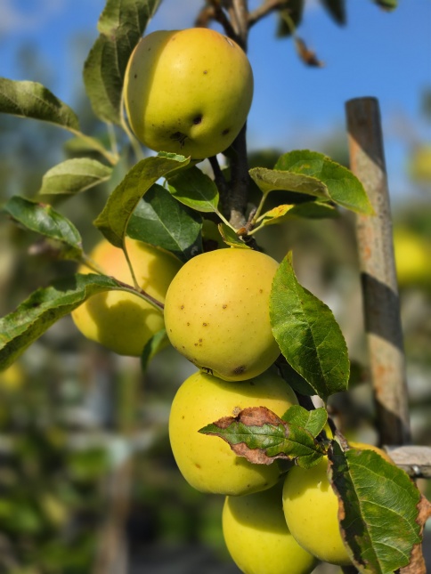 De Golden Delicious is een sappige goud gele handappel