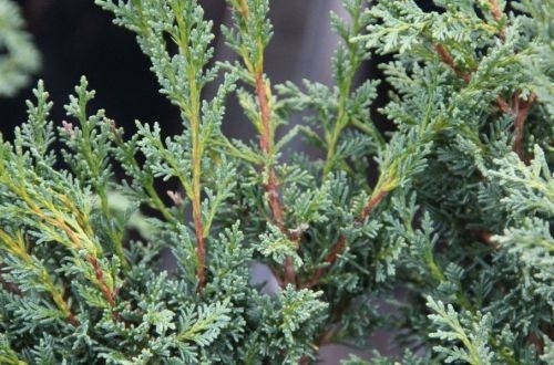 Jeneverbes 'Blaauw'als haag