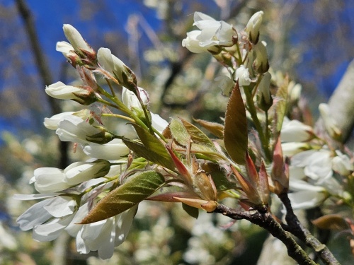 Amelanchier 'Ballerina' bloeit in het voorjaar