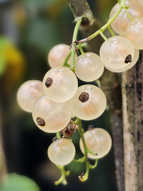 Witte bes 'Witte parel'