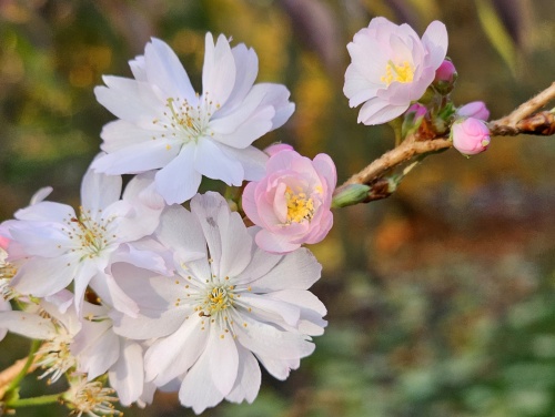 Prunus subhirtella 'Autumnalis Rosea'