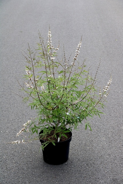 Vitex met witte zomerbloei