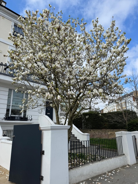 Magnolia soulangeana Alba Superba locatie Londen