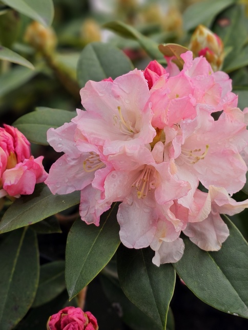Rododendron 'Dreamland' is een rijk bloeiende heester