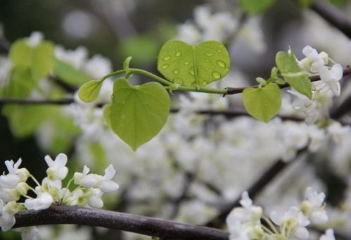 Judasboom 'Royal White' bloeit ook als jonge boom.