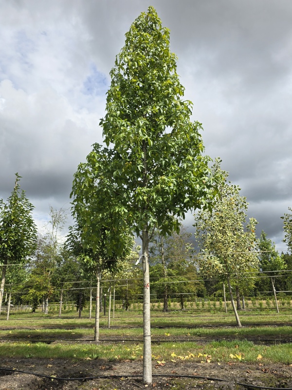 Amberbaum