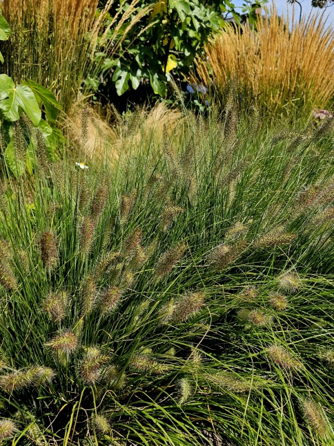 Siergras voor tuin of border met fraaie bloeiende aren