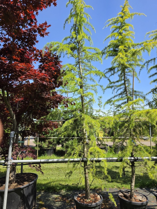 Ceder met geel-groene naalden