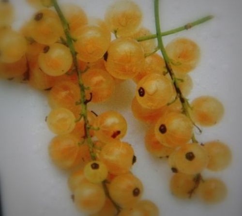 Witte bes 'Werdavia'