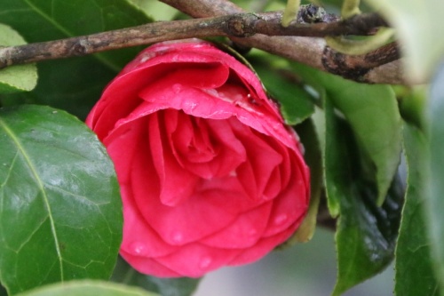 Camellia japonica lady campbell