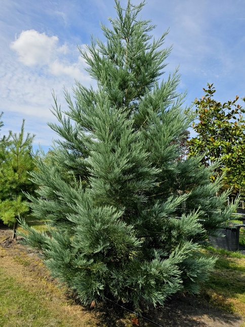 Sequoiadendron 'Powder Blue'
