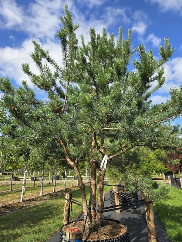 Waldkiefer