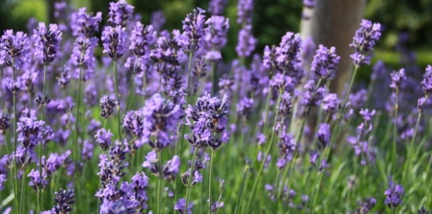 Welke vaste planten kunnen in de zon?