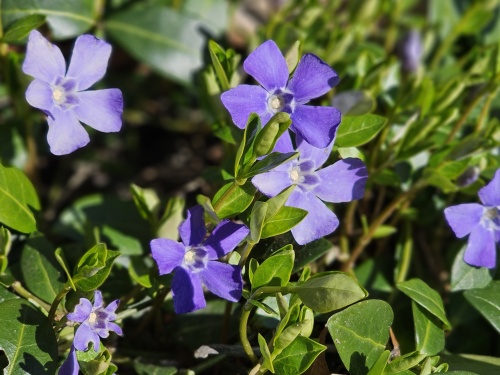 Blauw purper, groenblijvende Kleine Maagdenpalm
