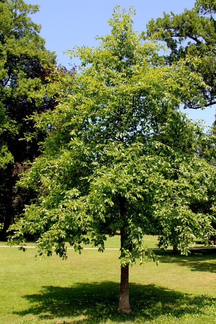 Nyssa sylvatica herfstkleuren