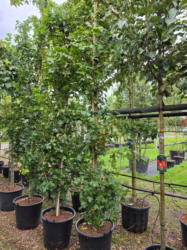 Veldesdoorn met smalle groeiwijze