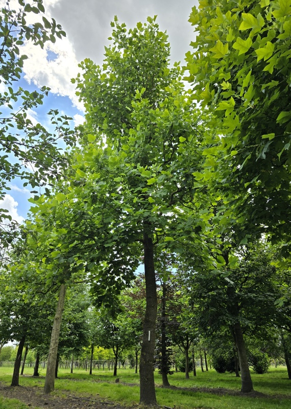 Tulpenboom