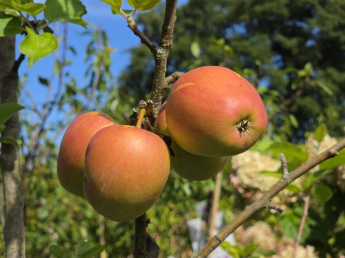 Ouderwets appelras,  De Groninger kroon.