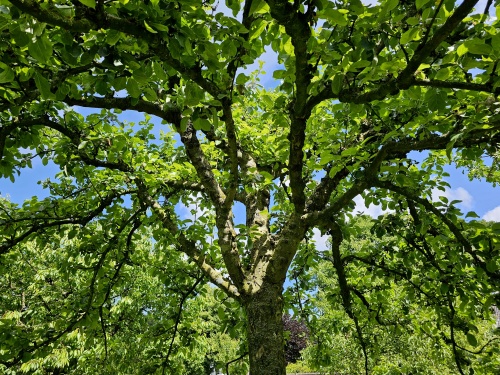 Malus domestica volwassen appelboom. hoogstam in boomgaard