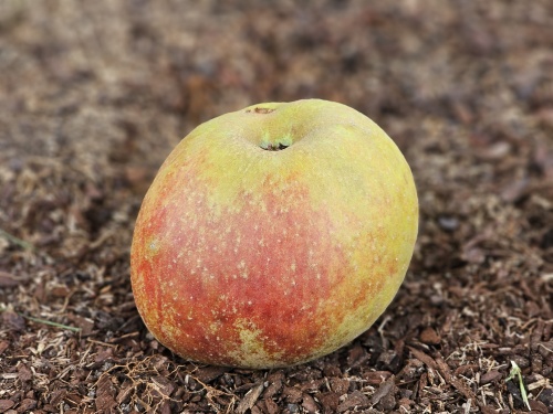 Malus domestica 'Schone van Boskoop' is een bekende goudreinet