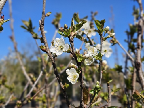 Kers 'Rheinische Schattenmorelle' - Prunus cerasus 'Rheinische Schattenmorelle'