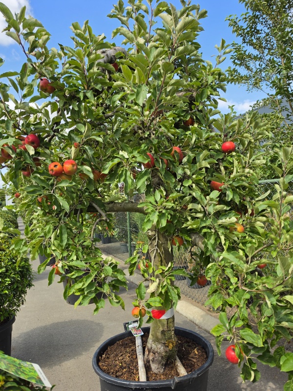 Appel 'Elstar'