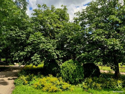 Rode Paardenkastanje - Aesculus x carnea