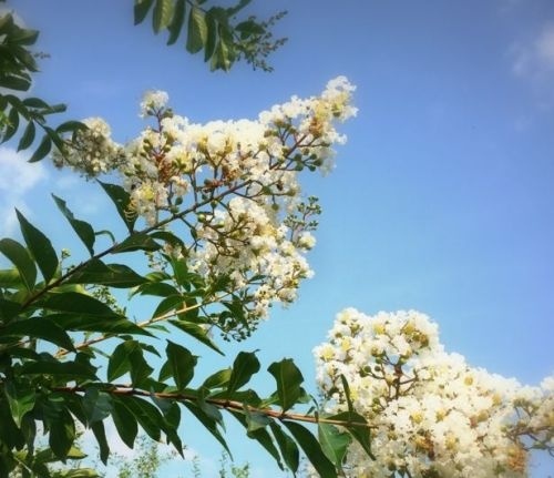 Lagerstroemia indica 'Bianco', meerstammig, blad
