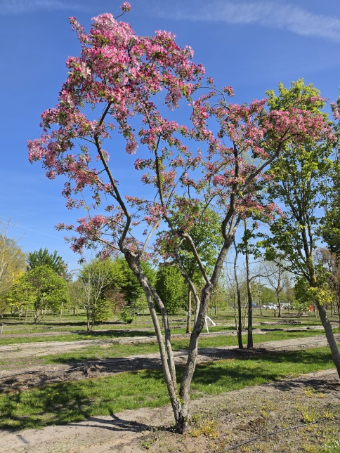 Sierappel 'Rudolph' bloei 14 april