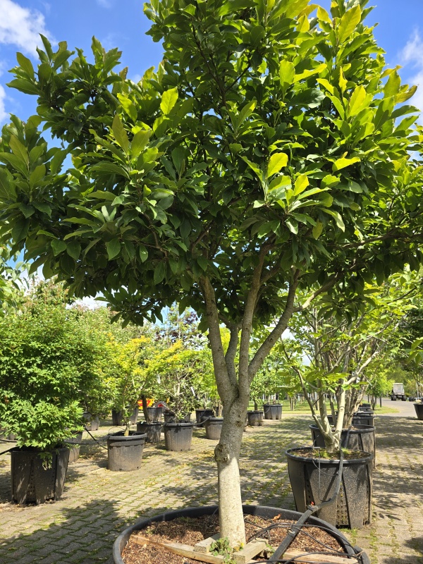 Magnolia 'Susan'