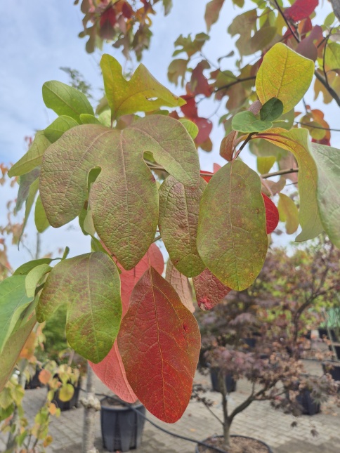 Sassafras - Sassafras albidum