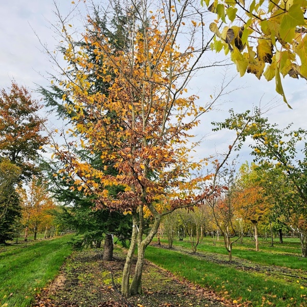 Hainbuche als einheimischer Baum
