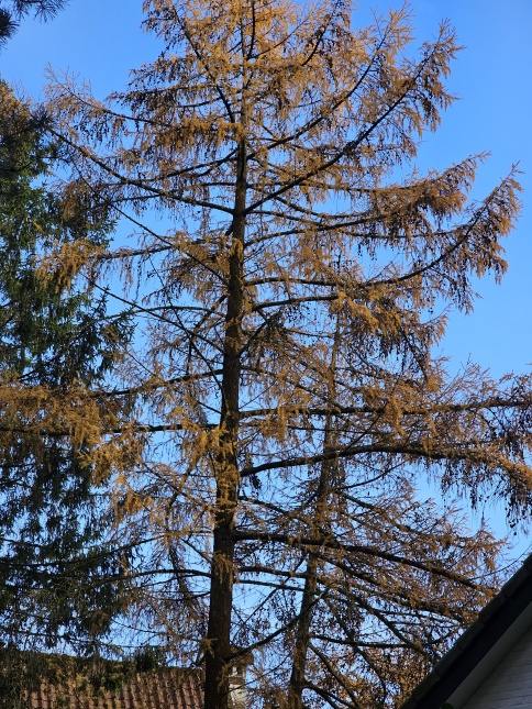 Japanse Lariks, herfstverkleuring