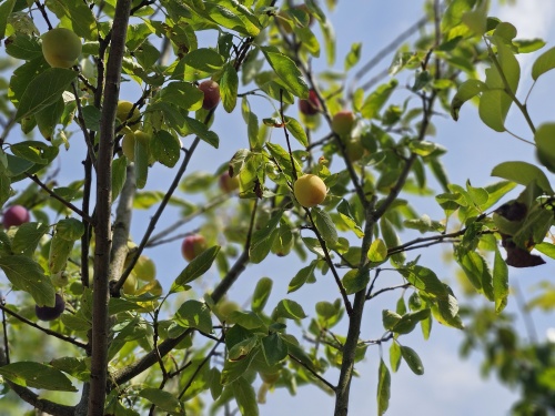 Pruim 'Reine Claude d'Oullins' - Prunus domestica 'Reine Claude d'Oullins'