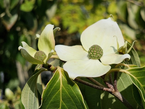 Cornus kousa Teutonia herfstblad