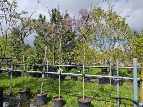 Blauwe regen, hoogstam kroon