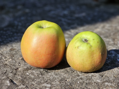 Appel 'Delcorf' - Malus domestica 'Delcorf'