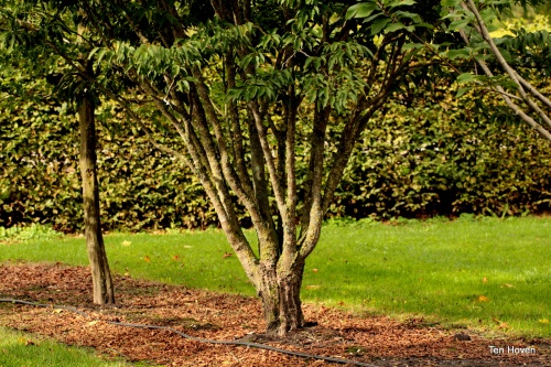 Japanse Haagbeuk, meerstammige boom
