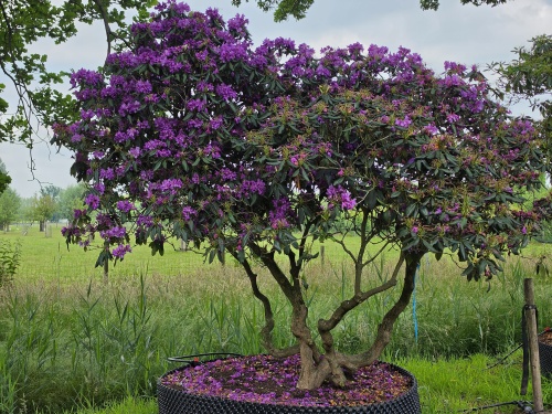 donkerpaarse rhododendron Lee's Dark Purple'