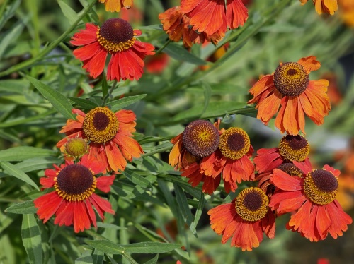 Prachtige bloeier Zonnekruid combineert rood, bruin en geel op natuurlijke wijze