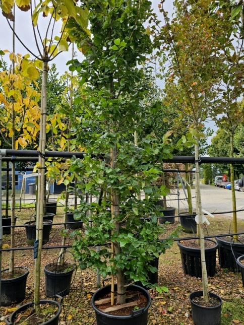 Parrotia persica 'Cherry TIps' herfstkleuren in gele oranje en kersrode tinten