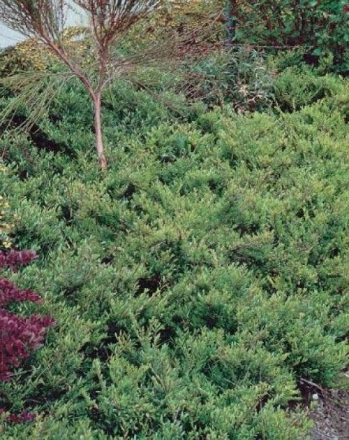 Kamperfoelie pileata voor vakbeplanting