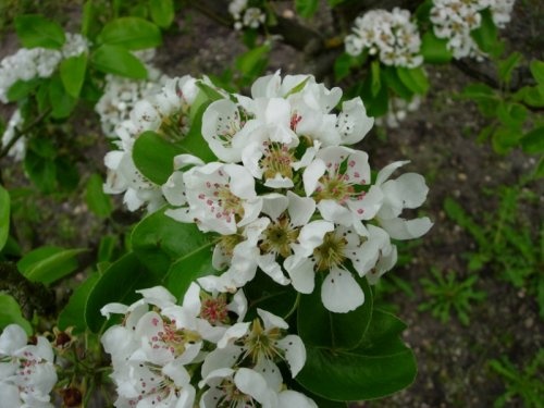 Karakteristieke Handpeer 'Beurre Hardy' - Pyrus communis 'Beurre Hardy'